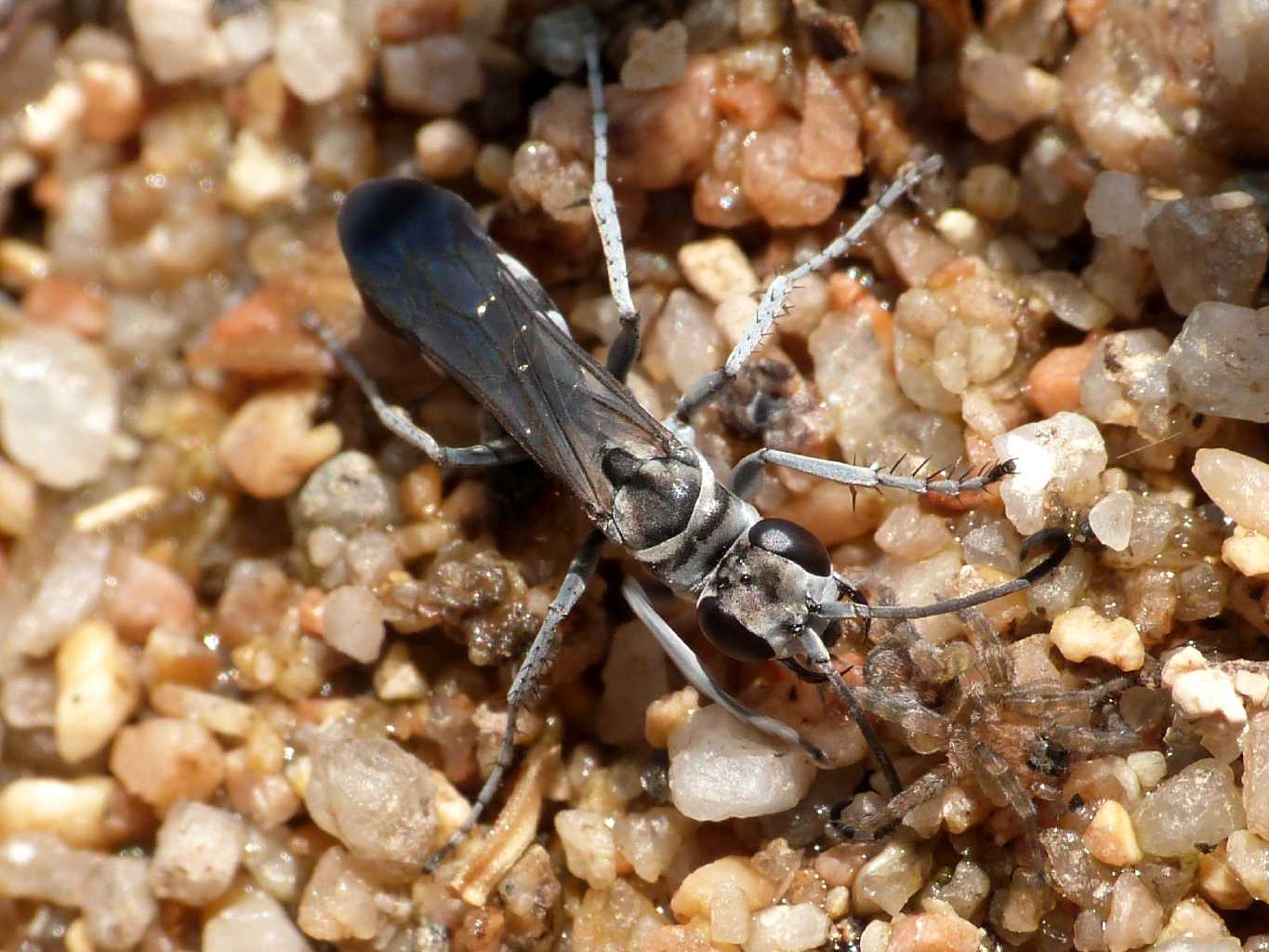 Pompilus cfr cinereus con piccola Arctosa - Palau (OT)